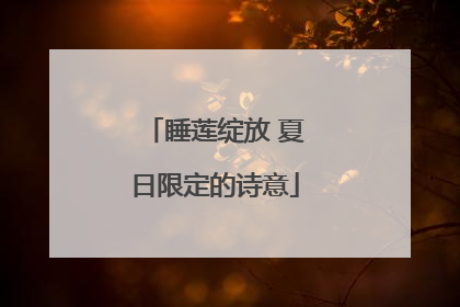睡莲绽放 夏日限定的诗意