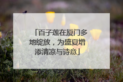 百子莲在厦门多地绽放，为盛夏增添清凉与诗意