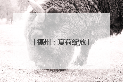福州：夏荷绽放
