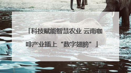 科技赋能智慧农业 云南咖啡产业插上“数字翅膀”