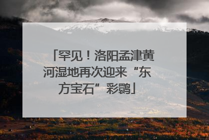 罕见！洛阳孟津黄河湿地再次迎来“东方宝石”彩鹮
