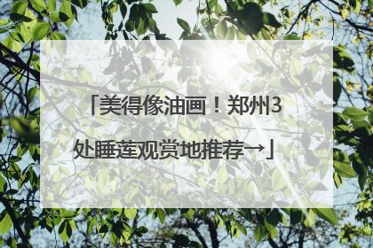 美得像油画！郑州3处睡莲观赏地推荐→