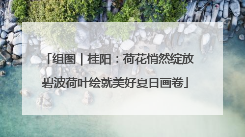 组图｜桂阳：荷花悄然绽放 碧波荷叶绘就美好夏日画卷