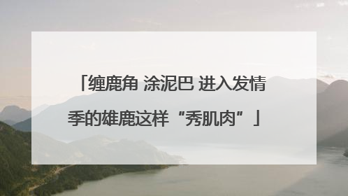缠鹿角 涂泥巴 进入发情季的雄鹿这样“秀肌肉”