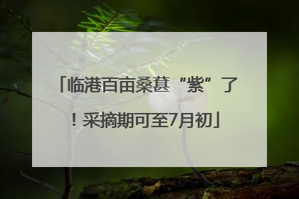 临港百亩桑葚“紫”了！采摘期可至7月初