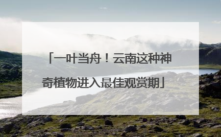 一叶当舟！云南这种神奇植物进入最佳观赏期