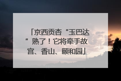 京西贡杏“玉巴达”熟了！它将牵手故宫、香山、颐和园