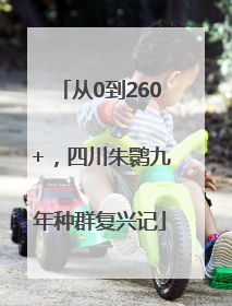 从0到260+，四川朱鹮九年种群复兴记