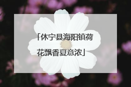 休宁县海阳镇荷花飘香夏意浓