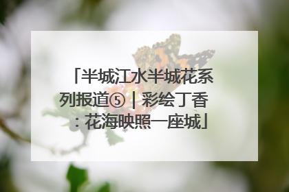 半城江水半城花系列报道⑤｜彩绘丁香：花海映照一座城