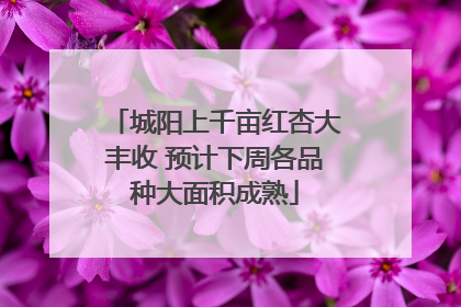 城阳上千亩红杏大丰收 预计下周各品种大面积成熟