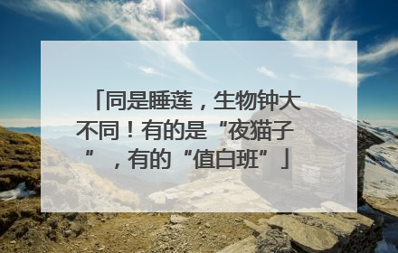 同是睡莲，生物钟大不同！有的是“夜猫子”，有的“值白班”