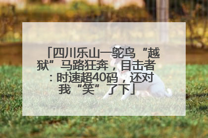 四川乐山一鸵鸟“越狱”马路狂奔，目击者：时速超40码，还对我“笑”了下