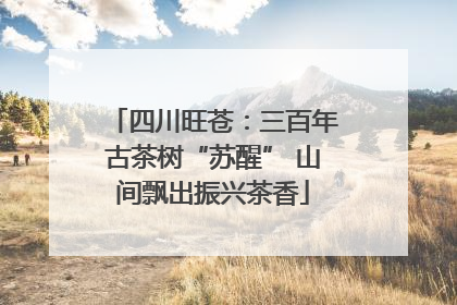 四川旺苍：三百年古茶树“苏醒” 山间飘出振兴茶香