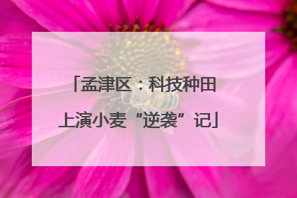 孟津区：科技种田 上演小麦“逆袭”记