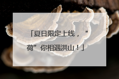 夏日限定上线，“荷”你相遇洪山！