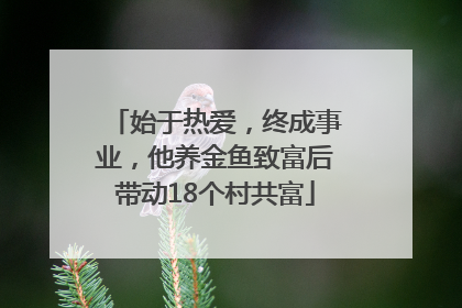 始于热爱，终成事业，他养金鱼致富后带动18个村共富