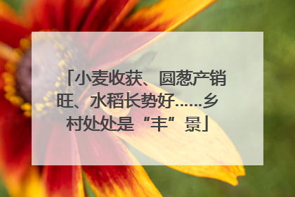 小麦收获、圆葱产销旺、水稻长势好……乡村处处是“丰”景