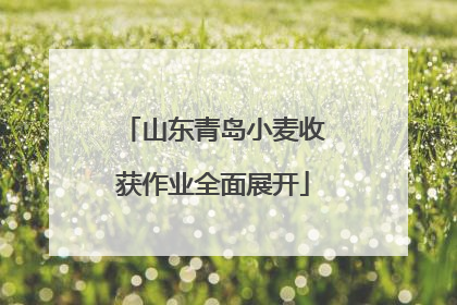 山东青岛小麦收获作业全面展开