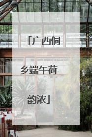 广西侗乡端午荷韵浓