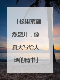 松果菊翩然盛开，像夏天写给大地的情书