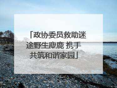 政协委员救助迷途野生麋鹿 携手共筑和谐家园