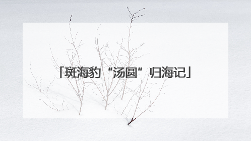 斑海豹“汤圆”归海记