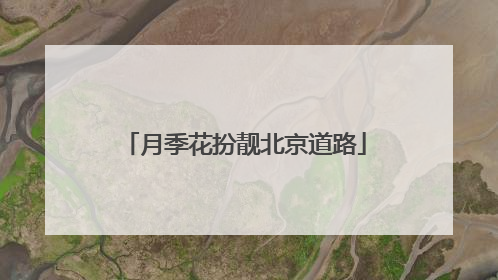 月季花扮靓北京道路