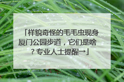 样貌奇怪的毛毛虫现身厦门公园步道，它们是啥？专业人士提醒→