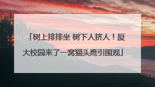 树上排排坐 树下人挤人！厦大校园来了一窝猫头鹰引围观