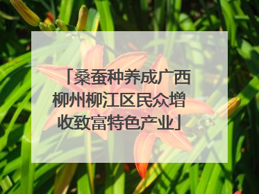 桑蚕种养成广西柳州柳江区民众增收致富特色产业