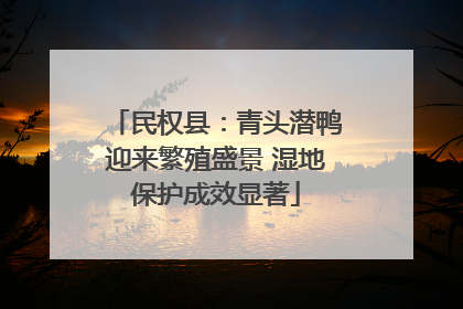 民权县：青头潜鸭迎来繁殖盛景 湿地保护成效显著