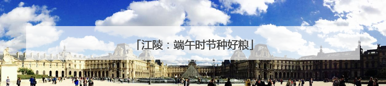 江陵：端午时节种好粮