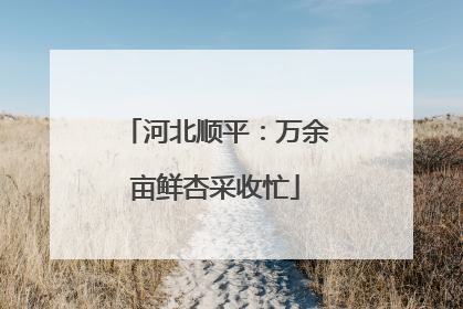 河北顺平：万余亩鲜杏采收忙