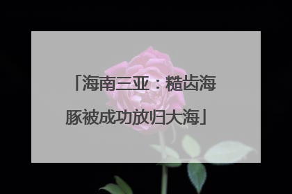 海南三亚：糙齿海豚被成功放归大海