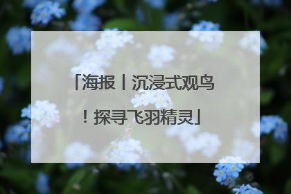 海报丨沉浸式观鸟！探寻飞羽精灵