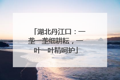 湖北丹江口：一垄一垄细耕耘，一叶一叶精呵护