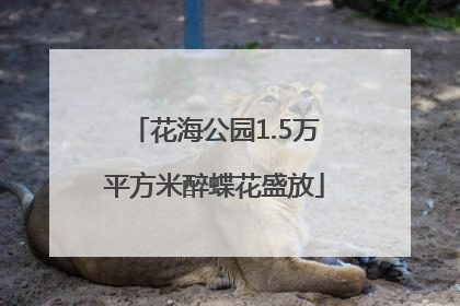 花海公园1.5万平方米醉蝶花盛放