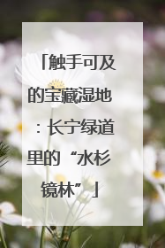 触手可及的宝藏湿地：长宁绿道里的“水杉镜林”