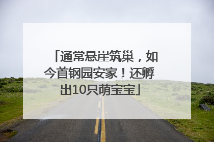 通常悬崖筑巢，如今首钢园安家！还孵出10只萌宝宝