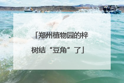 郑州植物园的梓树结“豆角”了
