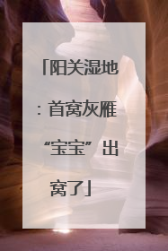 阳关湿地：首窝灰雁“宝宝”出窝了