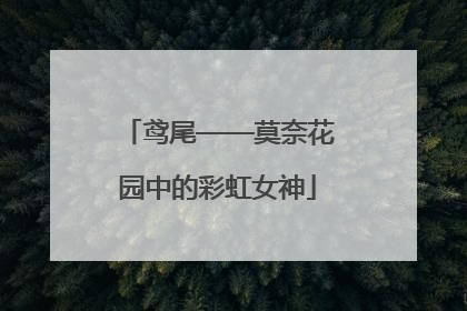 鸢尾——莫奈花园中的彩虹女神
