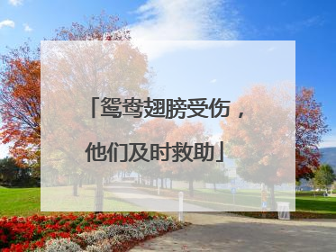 鸳鸯翅膀受伤，他们及时救助
